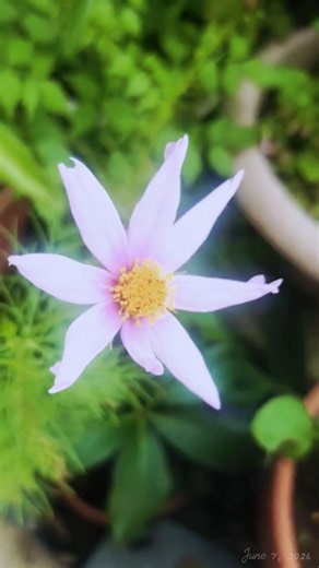 季節のお花をどうぞ。〔2026年6月7日〕コスモス！？
