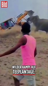 Ein genervter Elefant hat auf einer Teeplantage in Indien einen Bagger attackiert! Der Fahrer hatte das Tier vorher gereizt, was zu einem wilden Kampf zwischen dem Baggerlader und dem Elefanten führte. 📹: Viralpress | Bild