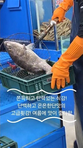 여름이 제철인 생선들! 자칫 다금바리로 속을수 있다는 횟감! 가격은 얼마? #활어#수산물#가락시장#가락몰#수산시장