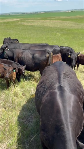 Citti and I checked a could groups of cows with the cake pickup because I thought I had a cow with foot rot but it was a long toe so no doctoring necessary. While we were there we had some cows in standing heat so I waited to make sure the bulls were doing their job. All looks good and 026 should be bred in the first cycle. | JC Farms