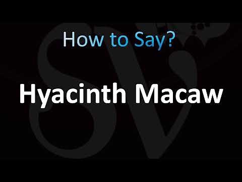 How to Pronounce Hyacinth Macaw Parrot