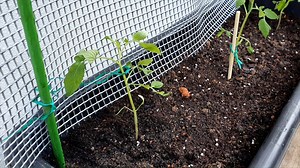 11K views · 330 reactions | [Gardening with Edibles] Fruiting...