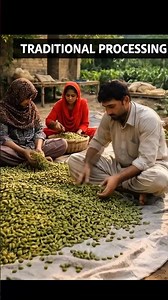 #Cardamom Harvesting | #Elaichi Production #Process 🌿🚜