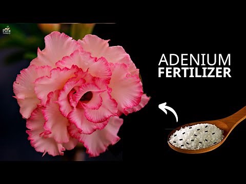 Making The Best Fertilizer For Adenium Plant At Home..!