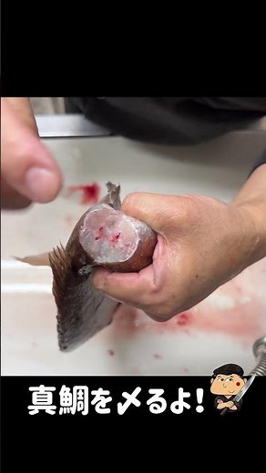 How to Ikejime (Spike) Red Seabream