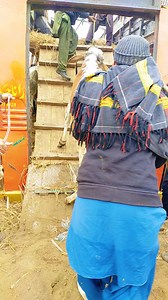 67K views · 945 reactions | how bull loading on truck ? #rockfarming #bull | Rock Farming | Facebook