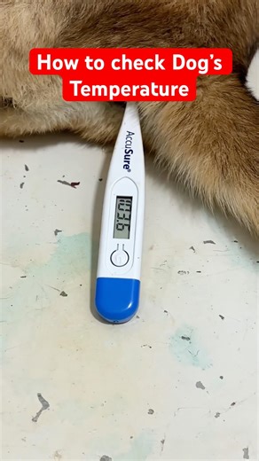 How to check dogs temperature || dog body temperature check || #tempreture #dogfever #shorts