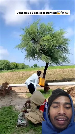 “Village Bird Nest Found on Tree 😲 |