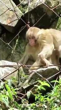 地獄谷野猿公苑の子ザル達🐒 #ニホンザル