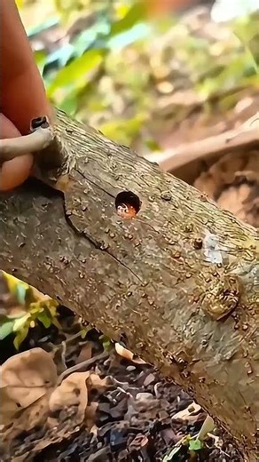 Why Every Gardener Should Know This Secret Grafting Trick! 🌳✨#Grafting #GardeningTips #TreeGrafting🌿