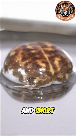 Meet the Adorable Grumpy Rain Frogs #shorts