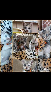 Caso externo Hermosos Gatit@s (2 hembras y 2 machos) fuimos rescatados BUSCAMOS hogares responsables con familias que nos amen y cuiden x siempre ♥️ Tienen meses Comemos croquetas y usamos arenero Somos divertidos y juguetones Sanitos y amorosos Sin pulguitas Desparasitados Compromiso de esteilizacion Más información al 0992883355 Se da con kit de bienvenida Por favor compartir  | Adopción Animal Guayaquil - AG | Facebook