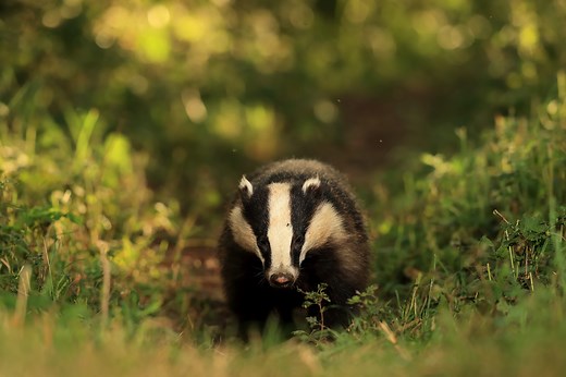 10 badger-watching hotspots in the UK and how to help them this autumn