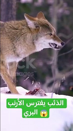 A wolf hunts a hare 😱 Amazing footage! 🔥 #Wildlife #Nature #GrayWolf