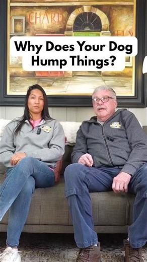 Why Does Your Dog Hump Things? #puppy #dogtraining #dogs Learn More https://linktr.ee/k9koncepts