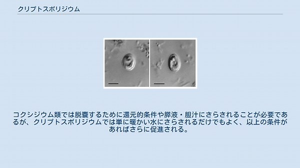 クリプトスポリジウム