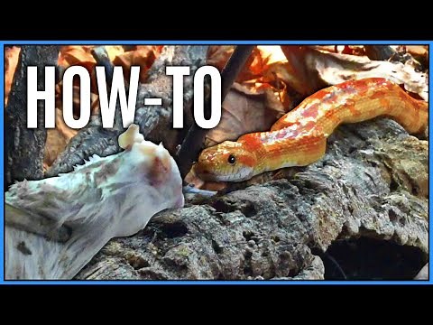 How To Feed a Snake