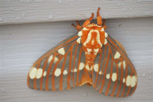 The Fascinating Transformation of the Regal Moth