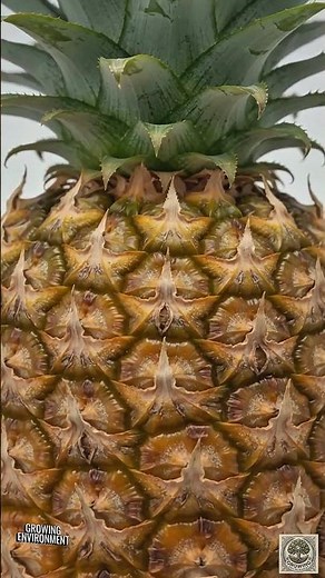 Pineapple Crown Rooting Time-Lapse | Crown to Full Spiked Fruit (4K Macro)