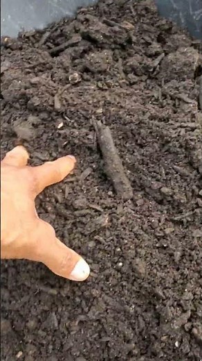 COMPOSTING with CHICKENS is the BEST Way to Grow Food!