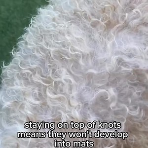 Why is regular coat maintenance so important for your oodle? 🛑 Prevents Painful Mats & Tangles Oodles have beautiful curly coats, but those curls can easily mat if not regularly groomed. Left unchecked, mats can pull on the skin, causing discomfort or even skin irritation. Regular brushing keeps their coat tangle-free and pain-free! 🐾 Promotes Healthy Skin Proper grooming stimulates circulation and helps distribute natural oils throughout your Oodle's coat, promoting a healthy, shiny, and soft