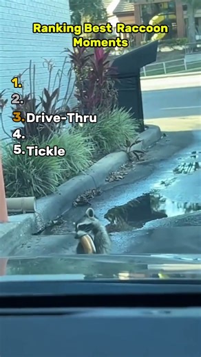 Best Raccoon Moments
