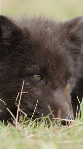 ARCTIC FOX PUPS IN REMOTE ICELAND #wildlife #arcticfox #iceland #natgeo