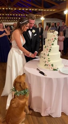 13K views · 37 reactions | A beautiful wedding moment turns into pure chaos when a mischievous dog can't resist the towering wedding cake. Just as the happy couple prepares to cut their first slice, the pup leaps up and takes a massive bite, sending guests into a frenzy! | Crescitaly | Facebook