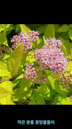 일본조팝 ‘매직카펫’(Spiraea japonica ‘Magic Carpet’)