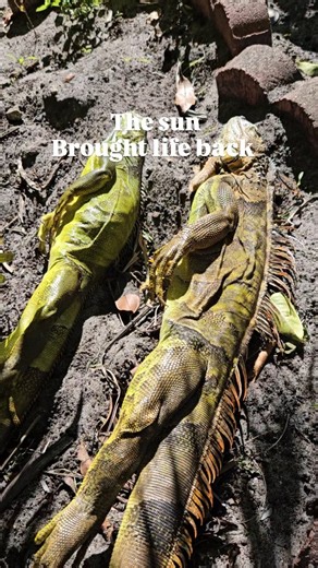 Marcos Blazzio on Instagram: "In the morning, they were frozen. I placed them under the sun and went to work. When I came back, they were gone. The sun brought life back. Nature did the rest."