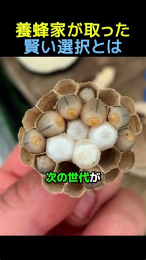 養蜂家が取った賢い選択とは🐝 #感動する話 #動物動画 #動物
