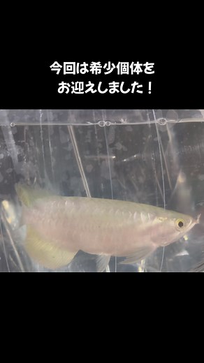 珍しいアジアアロワナの紹介とお迎え