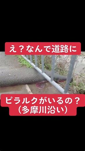 多摩川の巨大生物ピラルクを探る