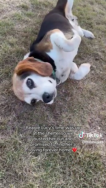 Tribeagles on TikTok