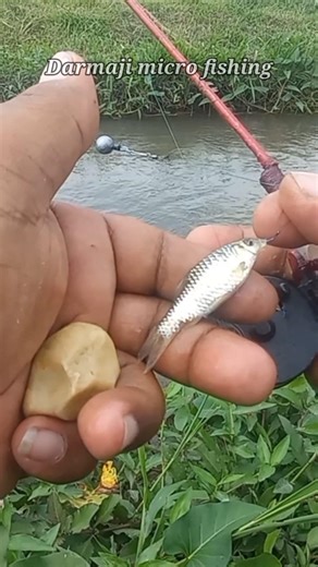 Mancing Wader Pakai Kail Neo Carbon 0,5 Umpan Go Potato #181