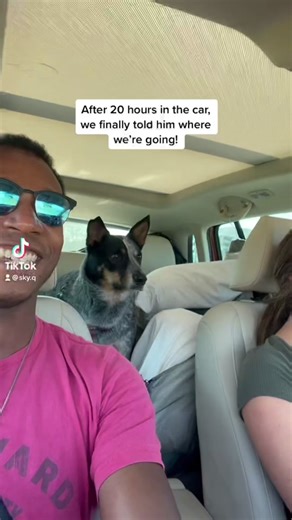 The other video got a “sensitive content warning” because of the end… but why?? 😂 #repost #dogsofttiktok #dogs #australiancattledog #blueheeler #acd #heeler #cattledog