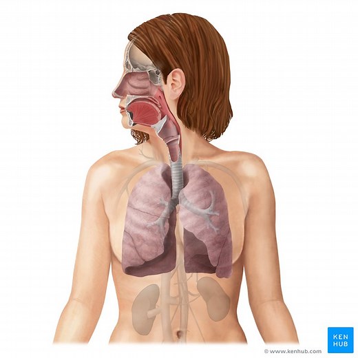 Respiratory system