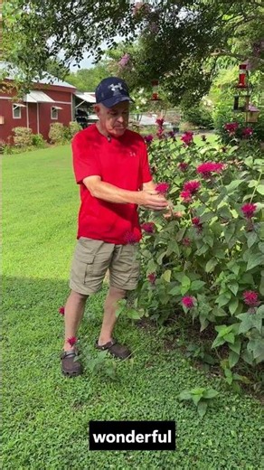 Bee Balm