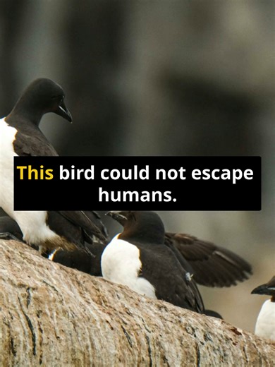 This bird never stood a chance 🐦 #extinctanimals #animals