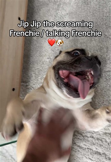 Jip Jip the Talking Frenchie: A Must-Watch Dog Video