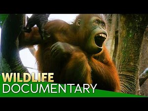🌳 The Ancient Jungles of Borneo | Wildlife * Wild animals * nature documentary
