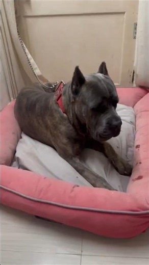 Bringing Home Our New Pitbull Puppy! (Emotional Reaction) #shorts #viral #pets #love