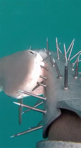 POV: You Jump Into a Shark Frenzy in a Spike Suit 🦈.#shorts