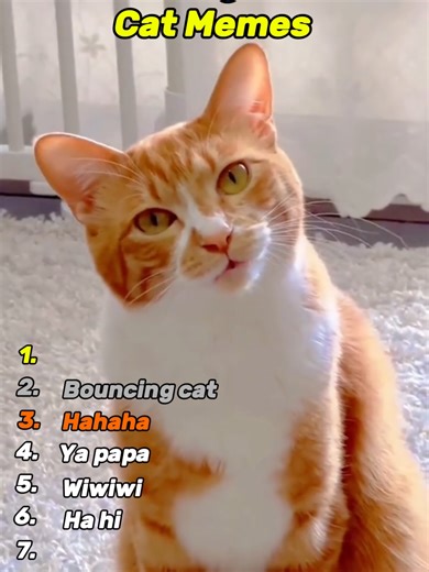 Top Cat Memes You Need to See!