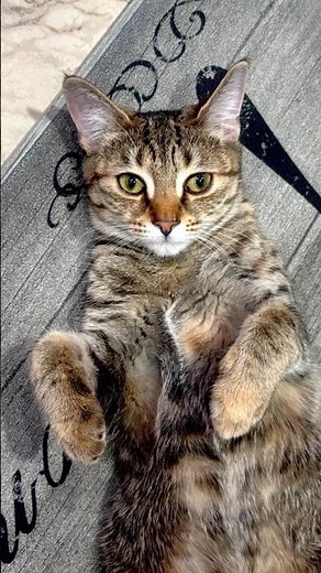 GINGER THE TABBY IS ILLEGALLY CUTE 😻💛 RELAXING CAT ASMR!