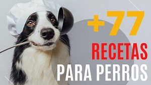 77 Recetas de Comida Casera para Perros