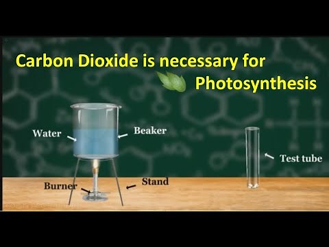 Experiment: Carbon dioxide is necessary for photosynthesis.