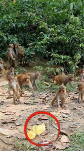 All the monkey's reactions to seeing a rubber snake🤣😁 . . . . . . . . . #LaughWithAnimals #monkeyreaction | Laugh with Animals