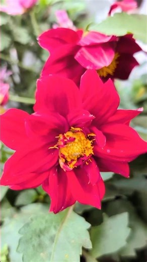 Beautiful flowers ||​ Dahlia season #flowers #nature #trending #dahlia #beautiful #shortsfeed #viral