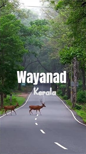 Wayanad Kerala – Hidden Paradise of India 🌿✨#wayanad #kerala # #travel